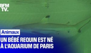 Un bébé requin est né à l'Aquarium de Paris, un évènement rare