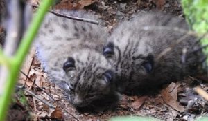 Vosges : naissance de deux lynx boréal, une première depuis le 17ème siècle