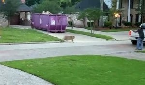 Un tigre se balade en plein quartier résidentiel (États-Unis)