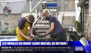 Les moules du Mont-Saint-Michel, certifiées AOP, sont de retour
