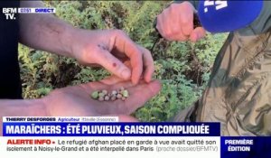 La météo estivale a aussi impacté la production de pois chiches en Essonne