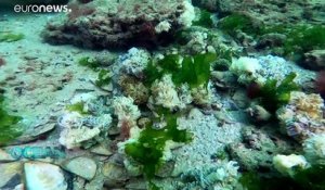 Un escargot de mer invasif permet de développer l'économie bleue de la mer Noire