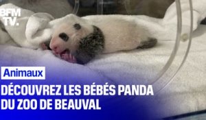 Découvrez les bébés pandas du Zoo de Beauval, trois semaines après leur naissance