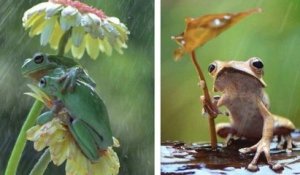 Ce photographe animalier immortalise les adorables grenouilles qui vivent dans son jardin