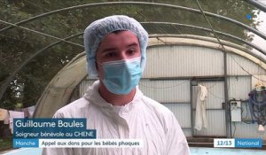 Manche : un appel aux dons pour les bébés phoques abandonnés