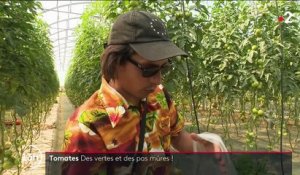 Agriculture : maigre récolte pour les tomates et de courgettes