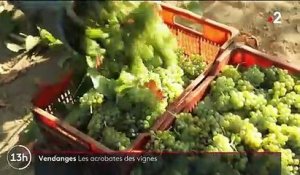 Italie : dans les vignes suspendues de la famille Numeroso