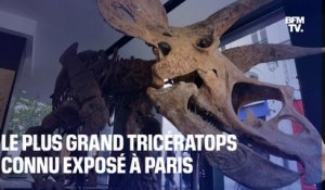Le plus grand tricératops connu exposé à Paris avant sa mise aux enchères mi-octobre