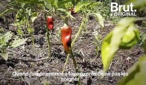 Au pied du plateau du Larzac, il cultive ses légumes autrement