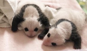 Zoo de Beauval: les bébés pandas ont 1 mois