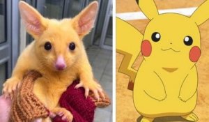 Sauvé par une clinique vétérinaire australienne, cet opossum doré a une ressemblance frappante avec Pikachu