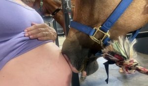 Un cheval ne se lasse pas du ventre de sa propriétaire enceinte.
