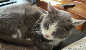 Vosges : un homme retrouve sa chatte disparue en Italie après quatre ans de recherche