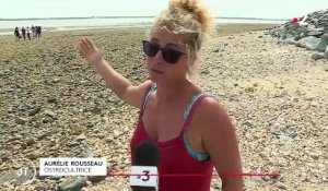 Île de Ré : piégés par la marée, 17 dauphins s'échouent