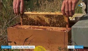 Espèce en voie de disparition : les apiculteurs de Savoie veulent sauver l'abeille noire