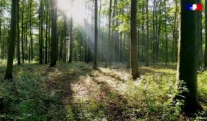 IUCN | Comment protéger les forêts face au changement climatique ?