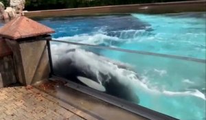 Enfermée dans un bassin, cette orque en captivité se tape violemment la tête contre les murs