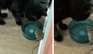 Un homme découvre que son chat est devenu ami avec une souris qu'il était censé attraper