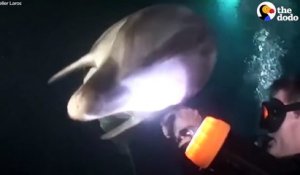 Un dauphin mal en point vient demander de l'aide à des plongeurs