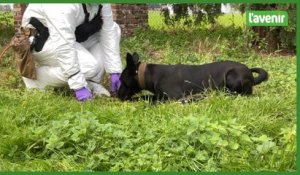 Zennah, le premier chien "moeurs" de Belgique
