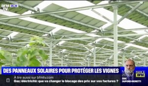 Des panneaux solaires pour protéger les vignes des aléas climatiques
