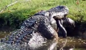 Un crocodile gobe un alligator de 2,5 mètres