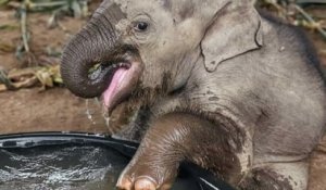 La photo de ce bébé éléphant prenant son premier bain est tout simplement adorable