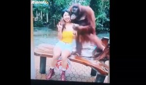 Cet orang outan est tombé amoureux d'une touriste