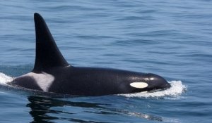 États-Unis : des chercheurs ont identifié une nouvelle espèce d'orque dans les eaux du Pacifique