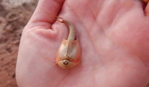 Suite à une forte pluie, des crevettes à trois yeux et à l'apparence préhistorique sont nées en Arizona