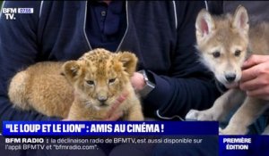 "Le loup et le lion", cette histoire d'amitié inattendue entre deux animaux, au cinéma ce mercredi