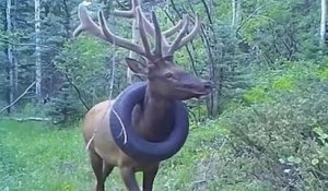 États-Unis : un wapiti, qui vivait avec un pneu autour du cou depuis deux ans, a enfin été libéré