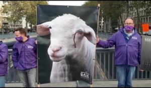 Gaia manifeste contre l'abattage rituel devant le bureau du Rudy Vervoort