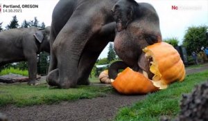 Les éléphants du zoo d'Oregon écrasent de gigantesques citrouilles