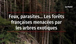 Feux, parasites… Les forêts françaises menacées par les arbres exotiques