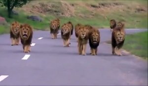 Des dizaines de lions s'approchent d'une voiture perdue dans la savane