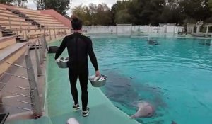 VRAI ou FAKE. Les dauphins en captivité sont-ils malheureux ?