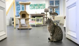 A Louveciennes, une maison de retraite… pour chats !