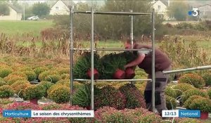 Horticulture : les chrysanthèmes reviennent sur le devant de la scène