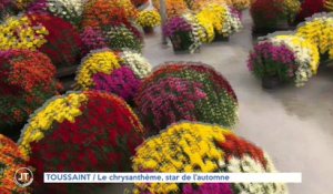 Le Journal - 26/10/2021 - TOUSSAINT / Le chrysanthème, star de l'automne