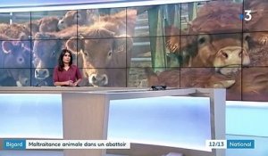Saône-et-Loire : un infiltré de L214 dénonce de la maltraitance animale dans un abattoir
