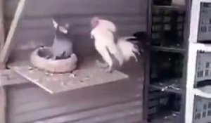 Un duel acharné entre un pigeon et un coq !