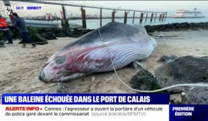 Une baleine de 19 mètres s'est échouée dans le port de Calais