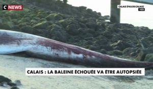 Calais : la baleine échouée va être autopsiée