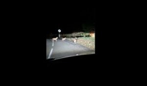 Un automobiliste tombe sur une famille de lynx en pleine route