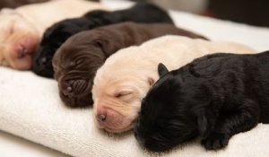 Un Labrador noir a donné naissance à une portée 10 chiots, de trois couleurs différentes