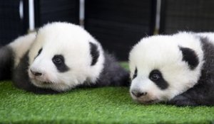 Les jumelles pandas du zoo de Beauval baptisées Huanlili et Yuandudu