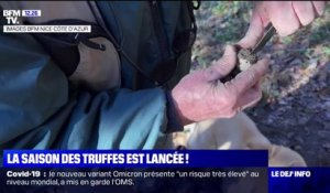 Alpes-Maritimes: la saison des truffes est lancée