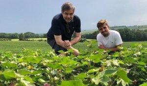 Dans le Gers, trois agriculteurs cultivent du coton, une première en France