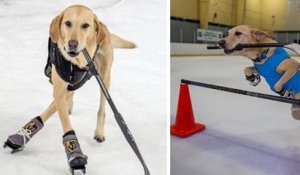 Ce chien sauvé de l'euthanasie est un patineur sur glace hors pair
